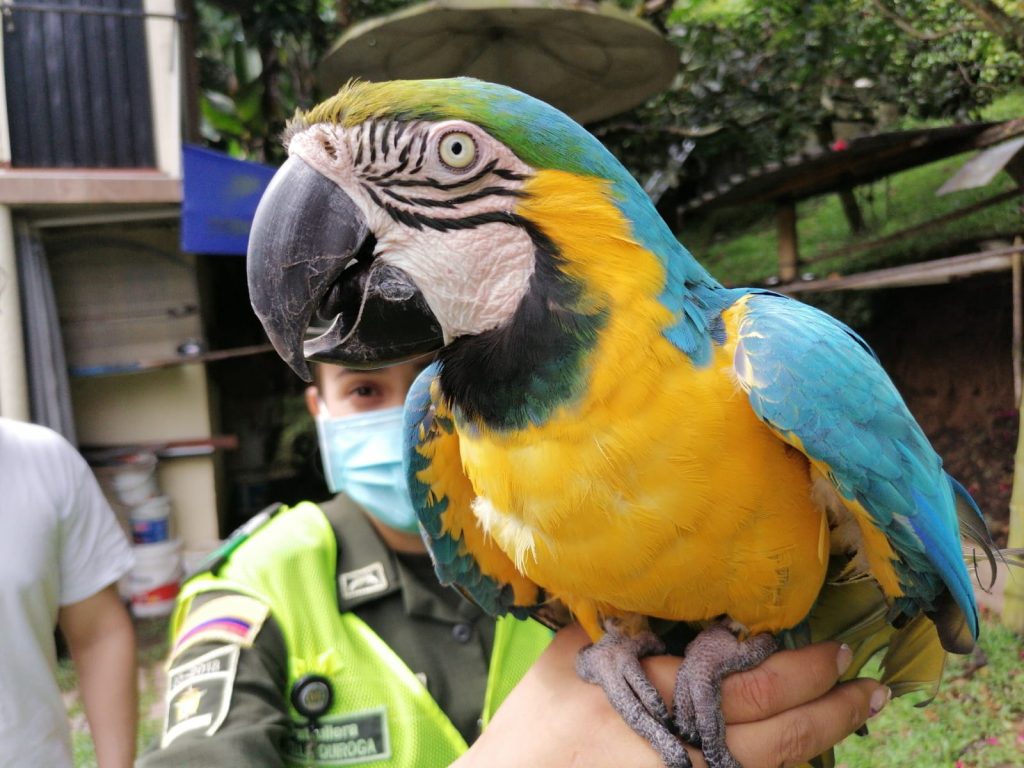 En época de fin de año, la CARDER intensificará operativos contra el tráfico ilegal de fauna y flora