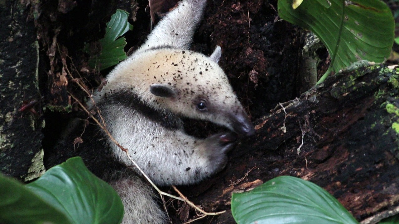 La CARDER devolvió a su hábitat natural a siete animales de cinco especies tras ser rehabilitados