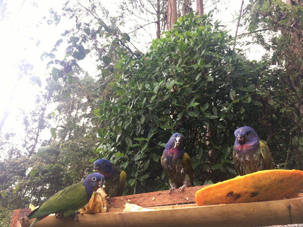 • El director general Julio César Gómez Salazar reiteró el llamado a la ciudadanía a no poner en cautiverio a la fauna silvestre, puesto que esta es necesaria para cumplir una función dentro del ecosistema.