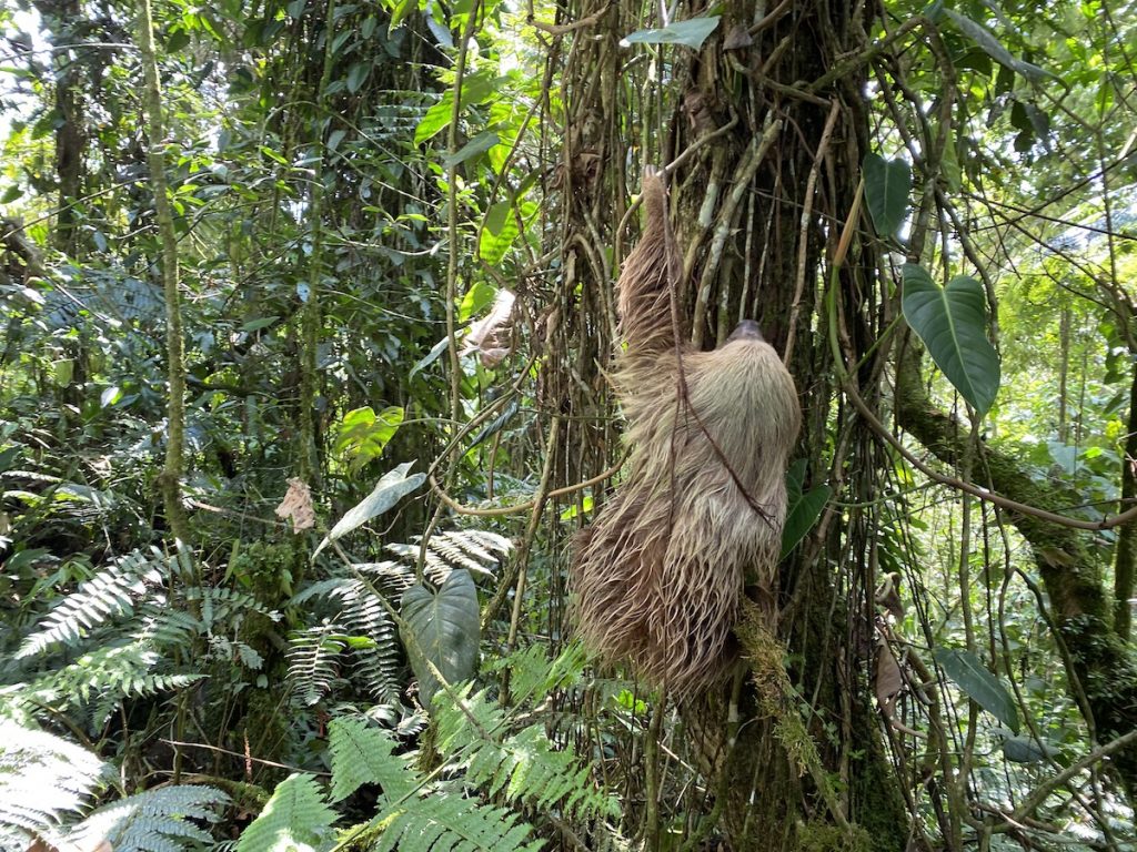 Un yaguarundí, un oso perezoso y una zarigüeya fueron liberados por la CARDER