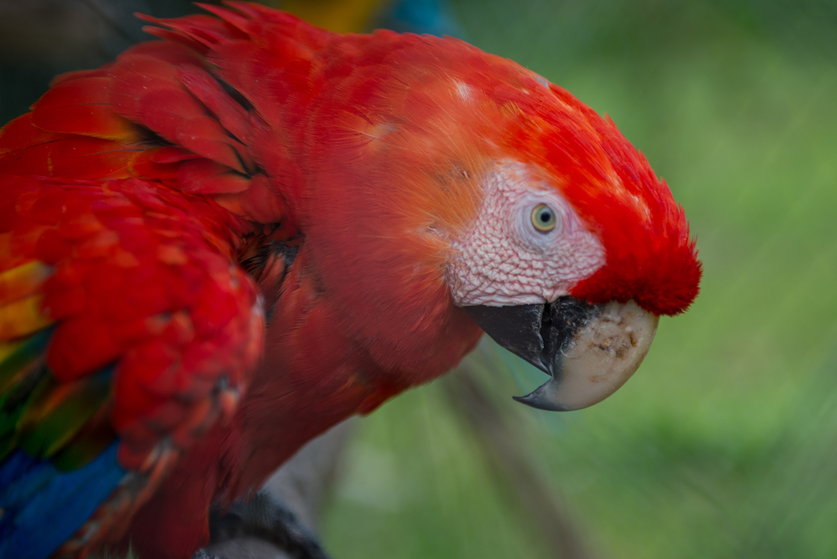 La CARDER hace un llamado a denunciar las afectaciones a la vida silvestre en Risaralda