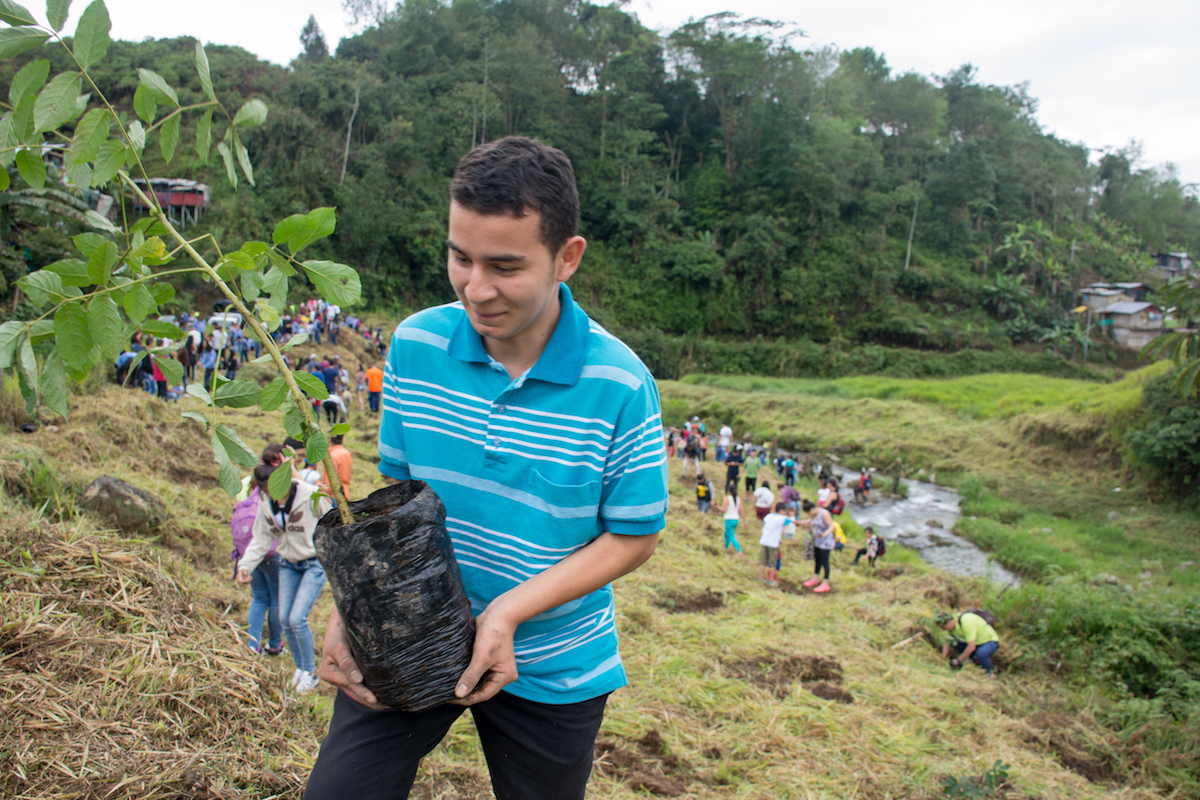 De manera gratuita, los risaraldenses podrán sembrar árboles en sus predios