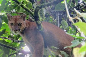 La CARDER promueve espacios de diálogo interinstitucional en favor de la fauna silvestre
