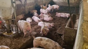 CARDER invita a porcicultores a implementar el sistema moderno de cama profunda