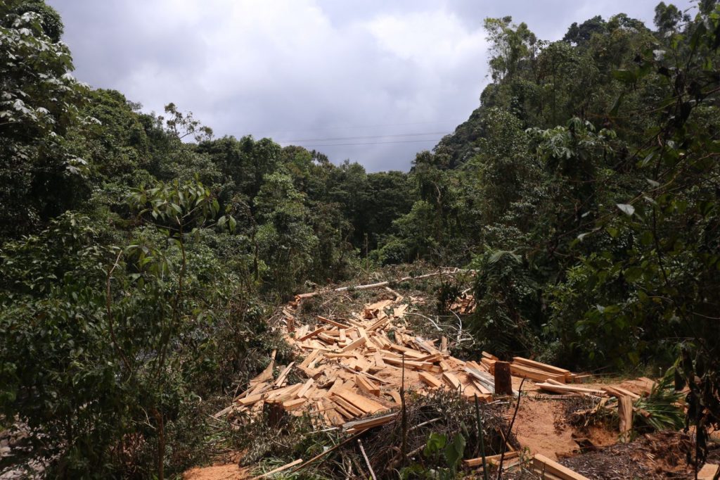 CARDER atendió denuncia de tala de árboles y evidenció que no era ilegal
