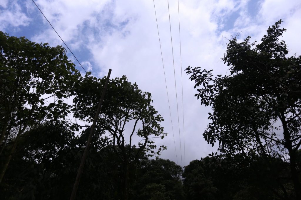 CARDER atendió denuncia de tala de árboles y evidenció que no era ilegal