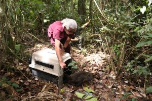 La CARDER ha retornado a su hábitat natural a 192 animales de fauna silvestre este año
