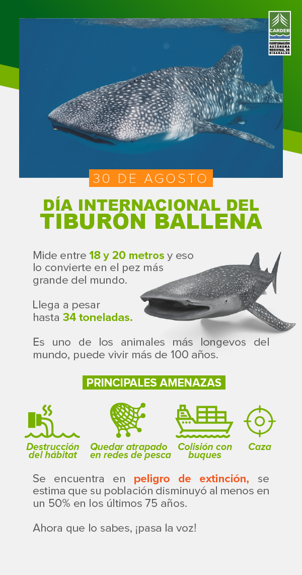 Día Internacional del Tiburón Ballena