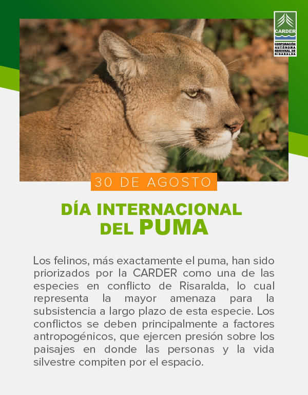 Día Internacional del Puma
