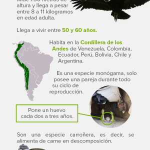 Día Nacional del Condor Andino