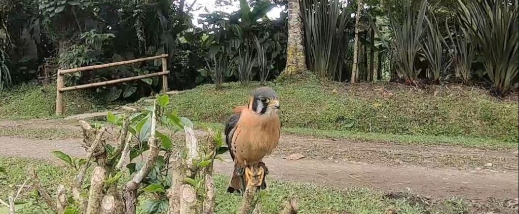 La CARDER resalta los avances en el proceso de rehabilitación de halcones rescatados