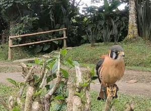 La CARDER resalta los avances en el proceso de rehabilitación de halcones rescatados
