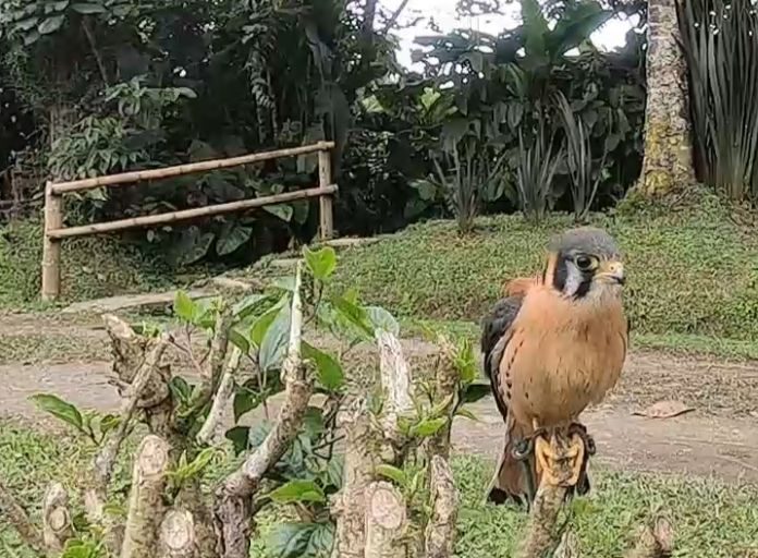 La CARDER resalta los avances en el proceso de rehabilitación de halcones rescatados