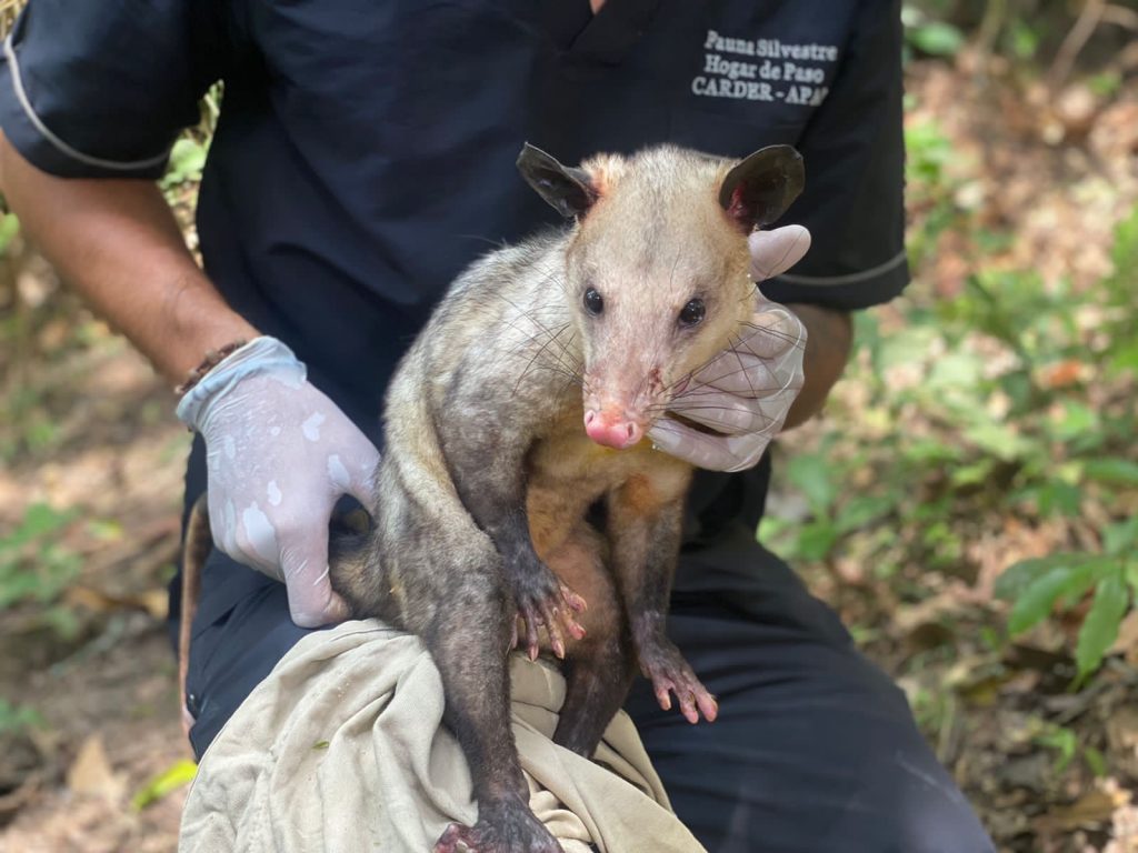 Con la liberación de un espécimen nativo del país, la CARDER celebra el Día de la Biodiversidad