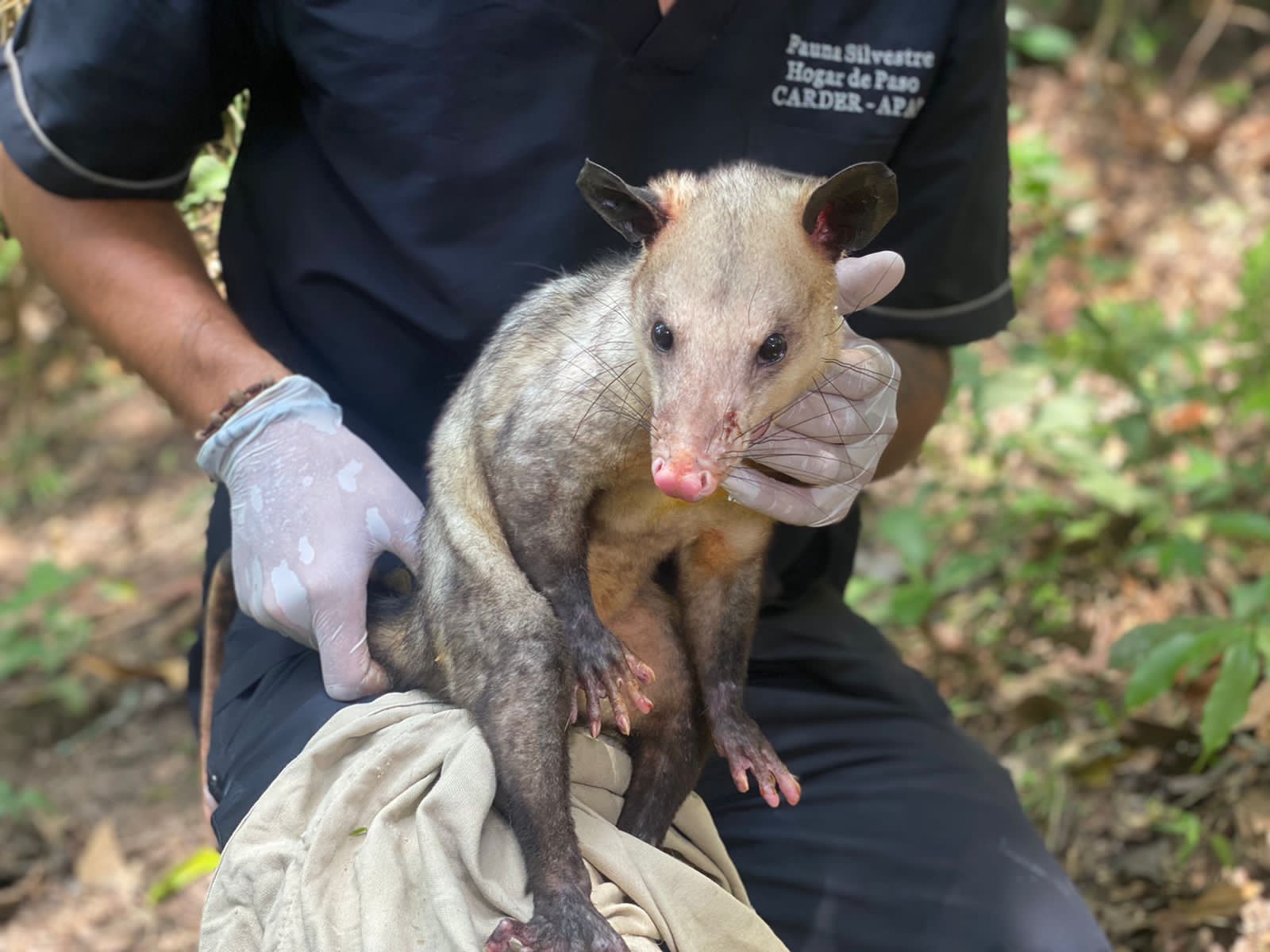 Con la liberación de un espécimen nativo del país, la CARDER celebra el Día de la Biodiversidad