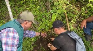El Paseo del Arriero en Dosquebradas, estrena 120 árboles nuevos aportados por la CARDER