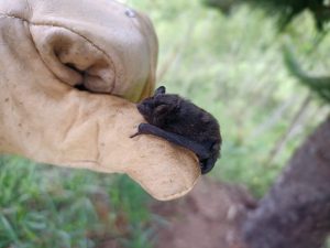 Especie de Murcielago insectívoro sobre el dedo una mano protegida con un guante