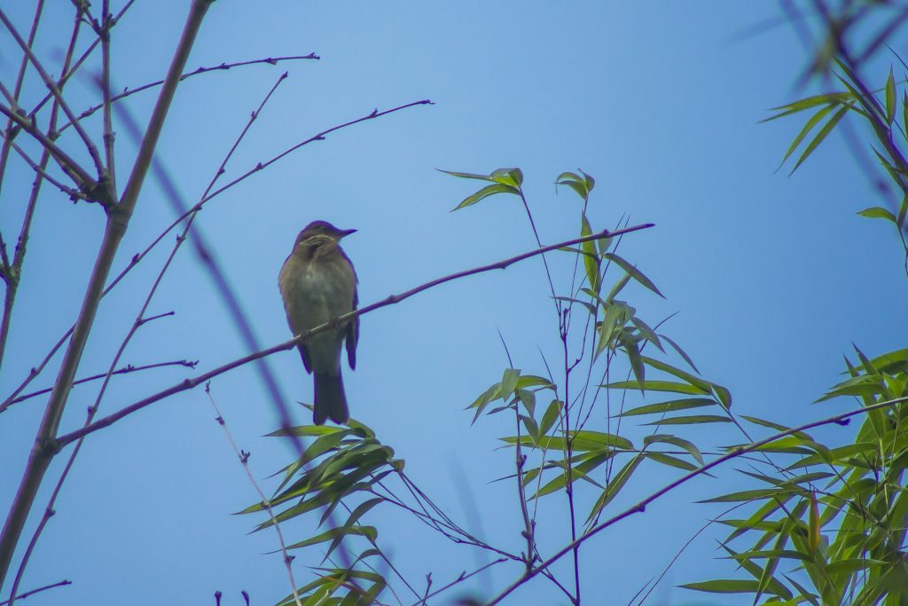 Pajaro en una rama