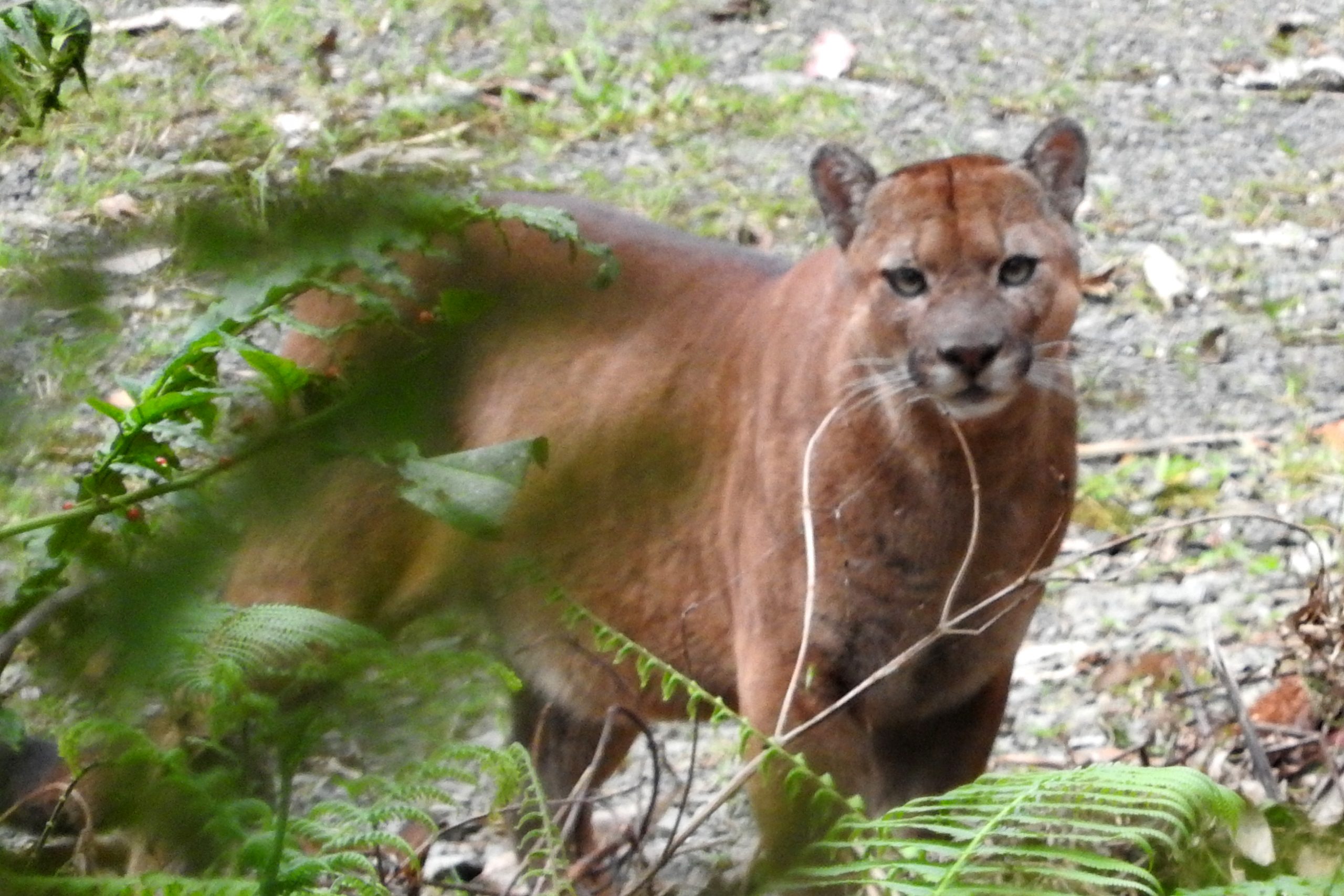 Avistamiento de Puma en Risaralda