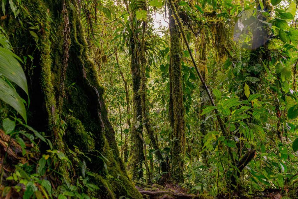 La restauración forestal: un compromiso de la CARDER