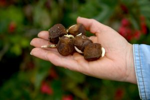 Reforestar y dispersar semillas, una tarea empírica que todos podemos emprender