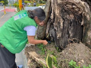 La CARDER esclarece la verdad sobre los Samanes del parque La Rebeca en Pereira