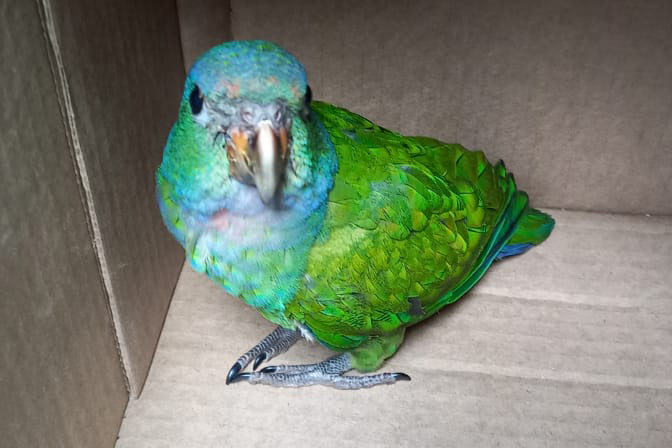 Por medio de entrega voluntaria, la CARDER rescata un olingo y una lora en Mistrató