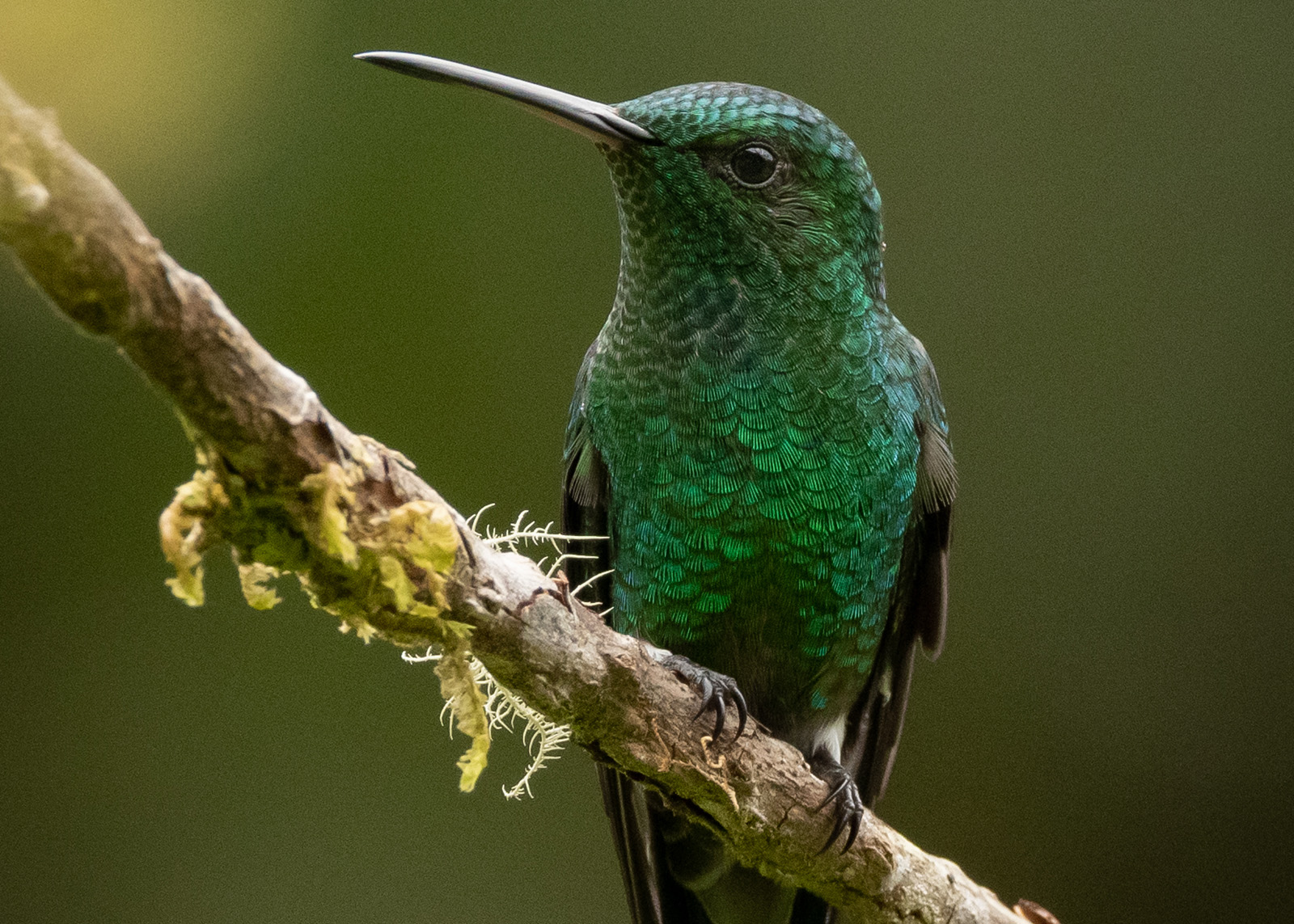 Cinco razones para ampliar el área protegida de la Cuchilla de San Juan