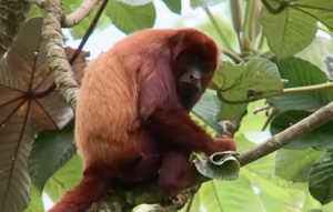 Un individuo de la especie mono aullador (Alouatta seniculus), que se traslada entre los bosques del corredor biológico en el barrio Álamos en Pereira.