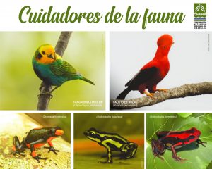 Mosaico de especies de ranas y aves en Risaralda