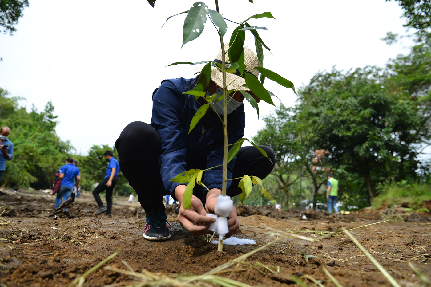 Risaralda respira gracias a la labor de la CARDER en la conservación de árboles