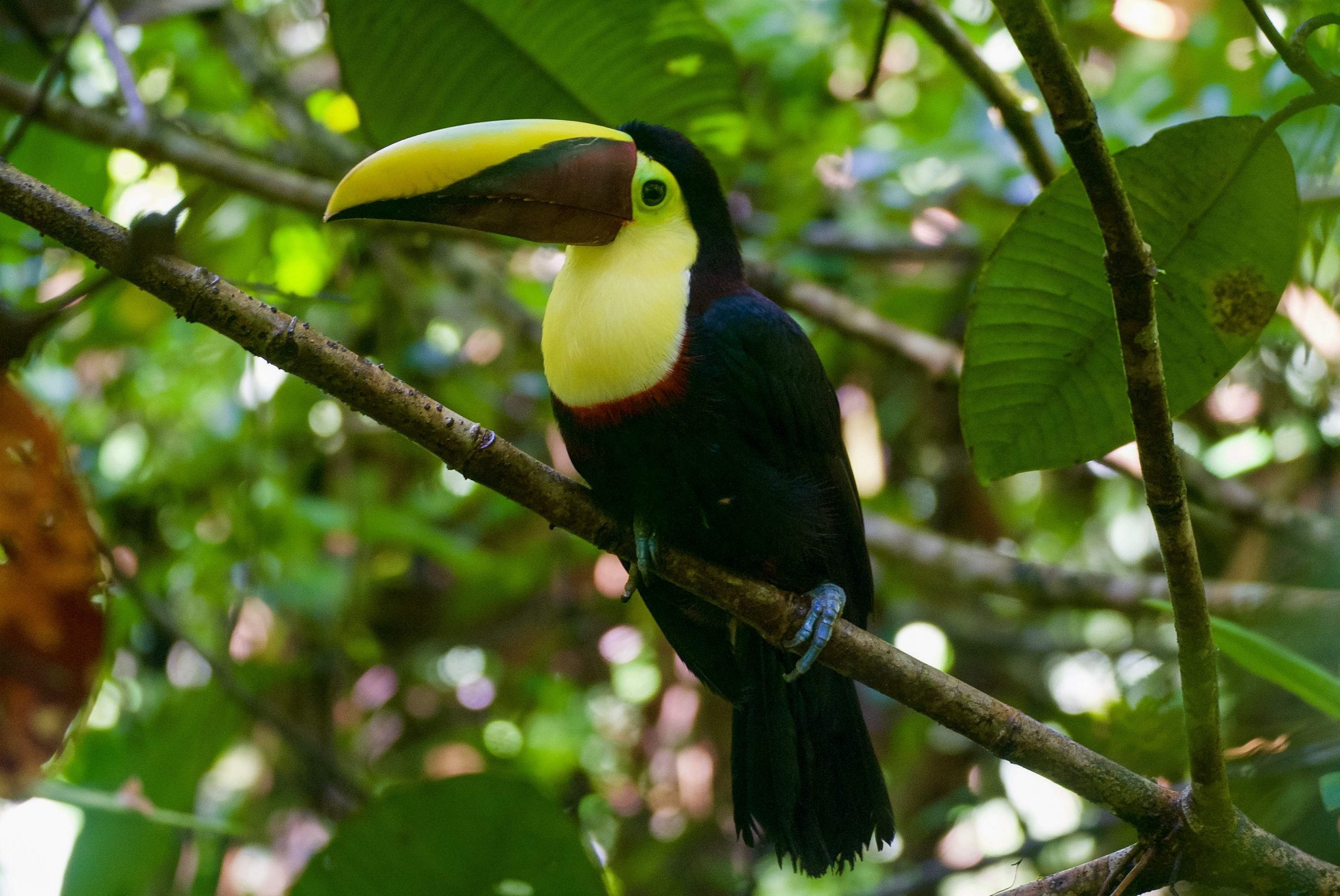 El papel vital de las aves en los ecosistemas de Risaralda según la CARDER