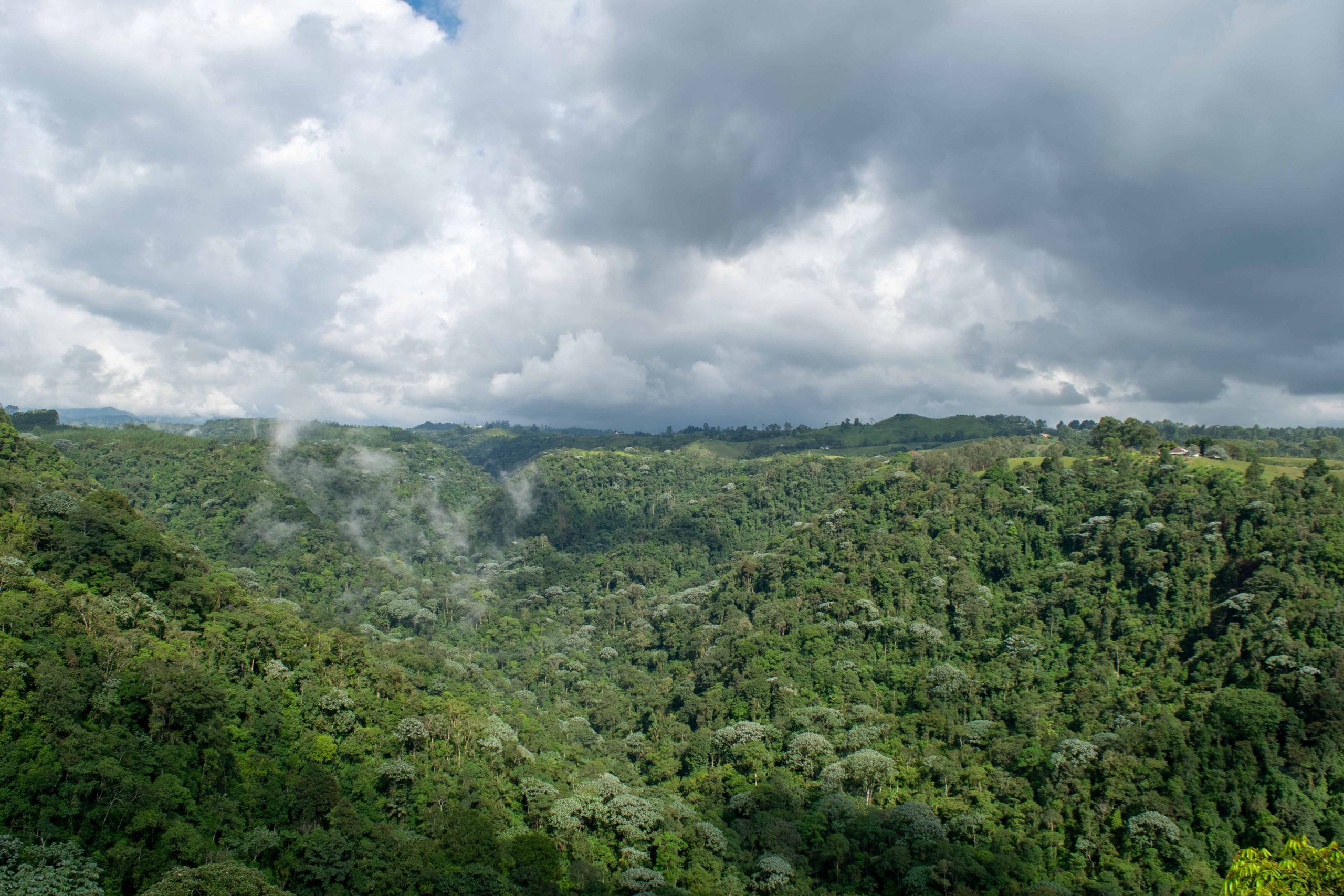 CARDER destaca la importancia del Día del Aire Puro en la preservación de los ecosistemas y el ambiente en Risaralda