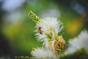 CARDER destaca la importancia del Día Mundial de la Ecología en Risaralda