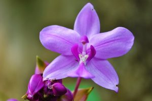 CARDER celebra el día de la Orquídea en Risaralda