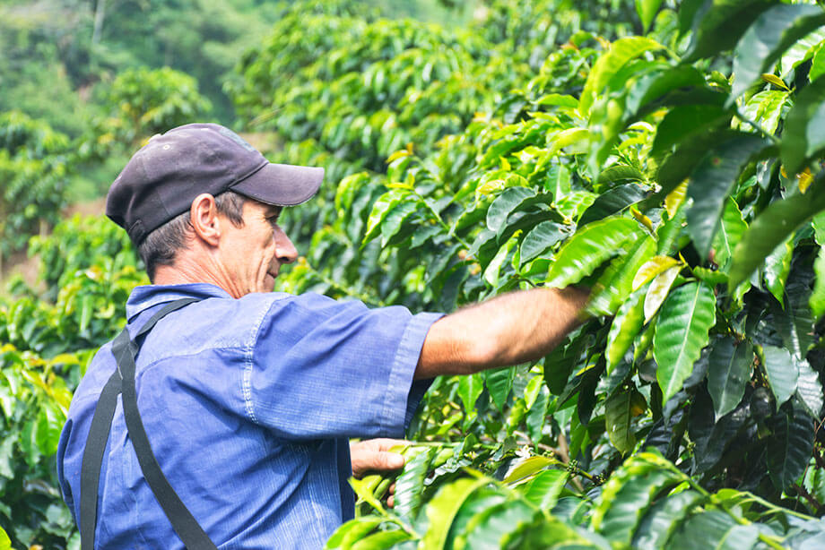 Somos una empresa dedicada a la transformación del café pergamino seco en tostado, molido, empacado por libras e las lineas "Premium y Tradicional". Es un café catalogado como especial por los altos estándares de calidad que parte desde la materia prima. Es un producto 100% Pereirano, vinculamos mano de obra local contribuyendo al fortalecimiento de la economía del territorio.