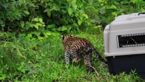 La CARDER libera ocelote en el Chocó Biogeográfico