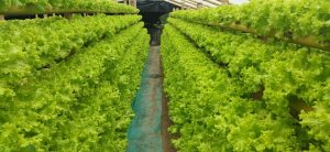 Producción orgánica de hortalizas y vegetales en acuaponía " hidroponía y psicultura"