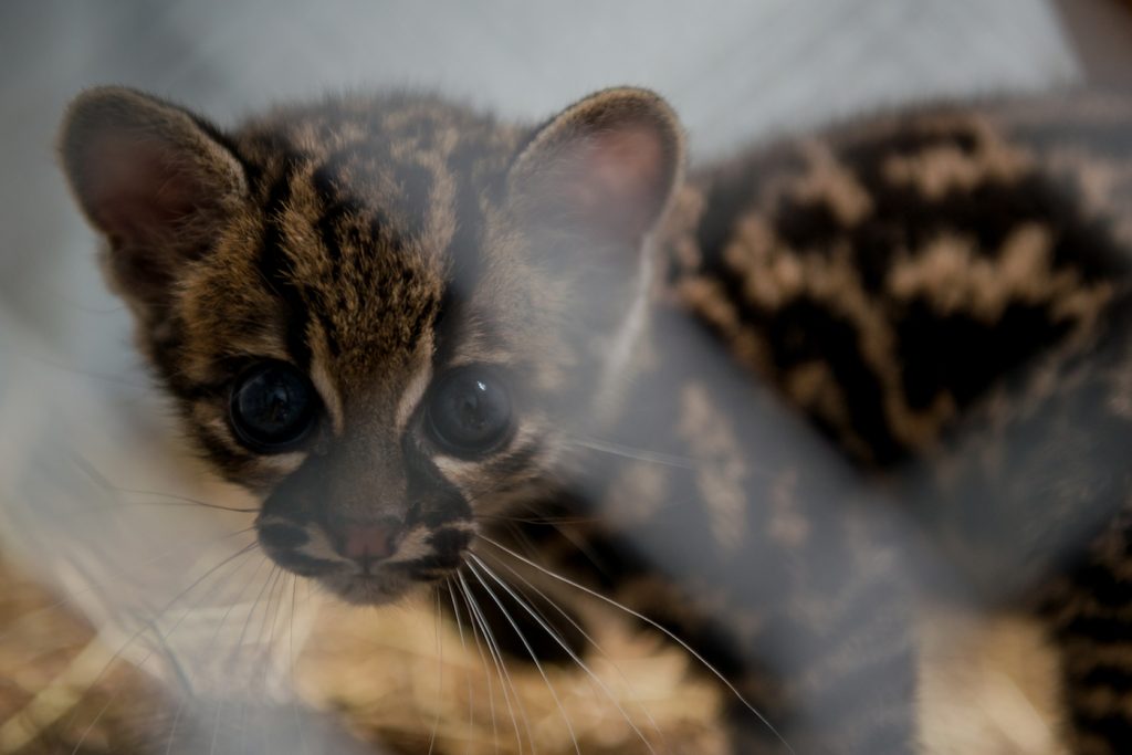Recomendaciones a la comunidad ante el avistamiento de pequeños felinos en zonas urbanas del departamento