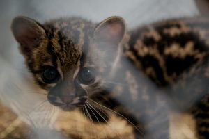 Recomendaciones a la comunidad ante el avistamiento de pequeños felinos en zonas urbanas del departamento
