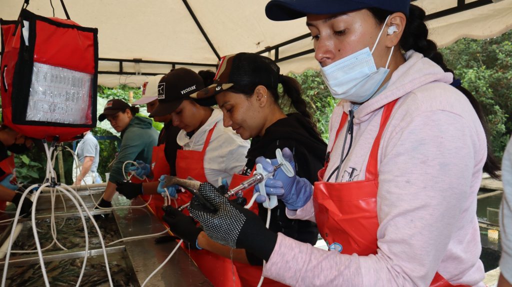 La CARDER acompaña y verifica el primer proceso de vacunación de truchas en Colombia