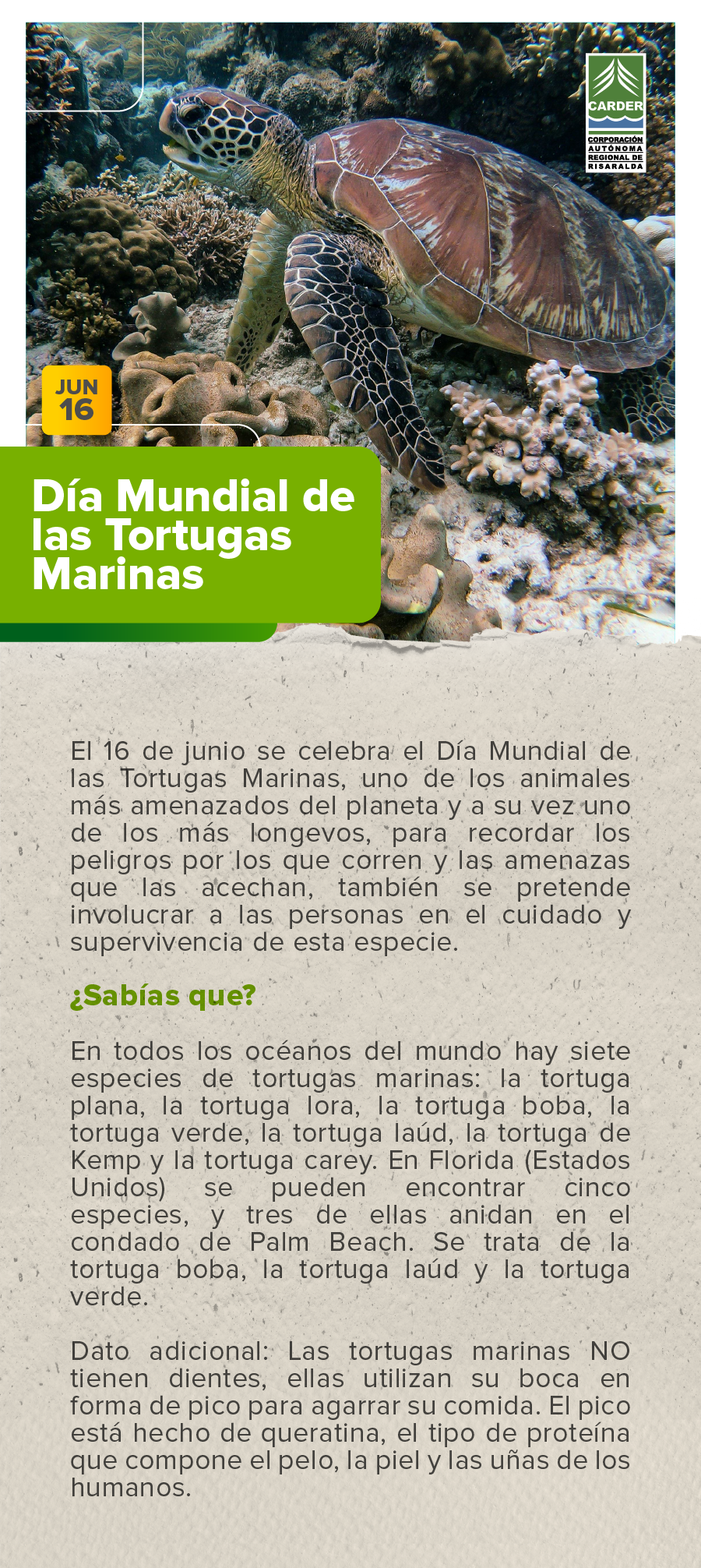 Día Mundial de las Tortugas Marinas.