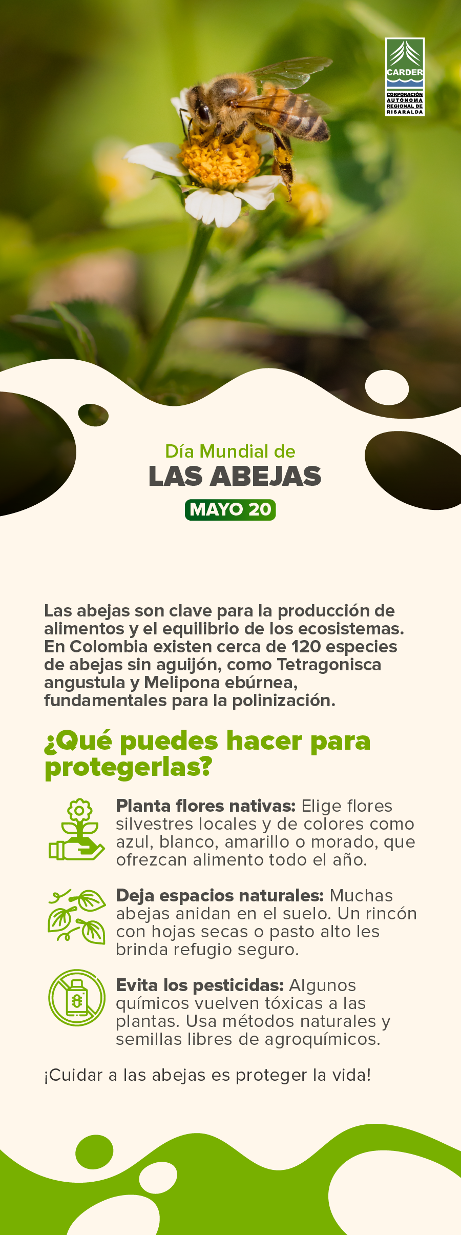 Día Mundial de las Abejas.