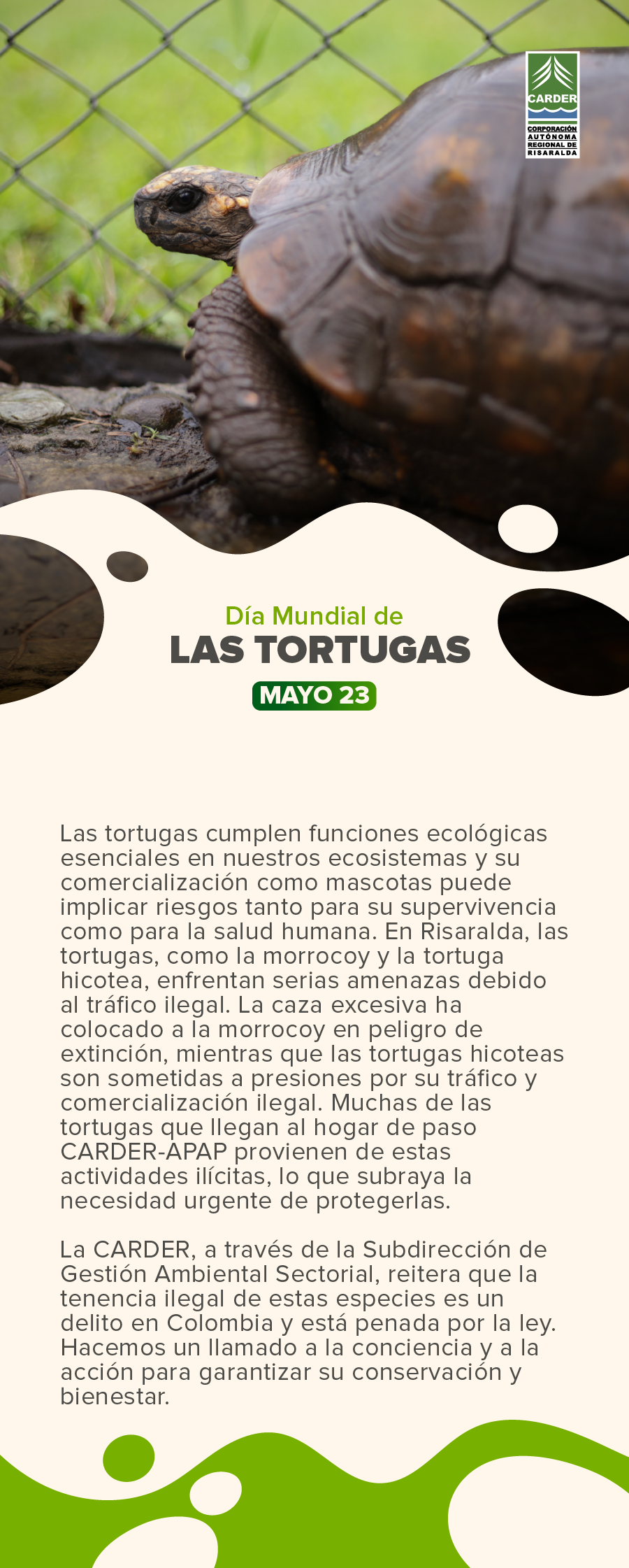 Día Mundial de las Tortugas.