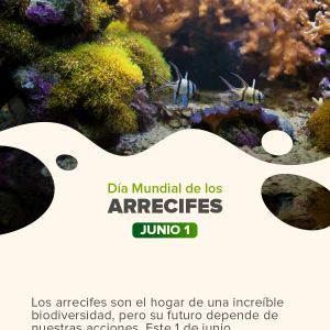 Día Mundial de los Arrecifes