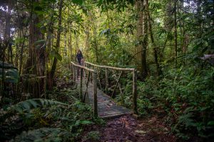 CARDER conmemora el Día Internacional de los Bosques Tropicales, reafirmando su compromiso con la protección de los ecosistemas en Risaralda