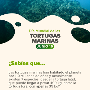 Día Mundial de las Tortugas Marinas