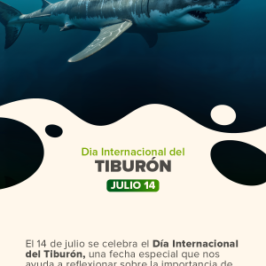 Día Internacional del Tiburón.