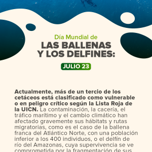 Día Mundial de las Ballenas y los Delfines.