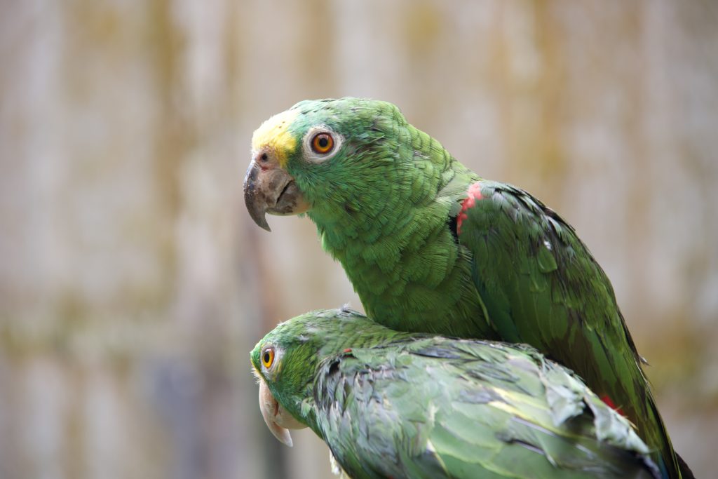 La Carder lidera estudio genético de loras frente amarillas que se encuentran en el hogar de paso para identificar subespecies y determinar su procedencia geográfica